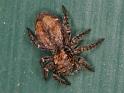 Servaea_vestita_D7111_Z_90_Camping near sewage_Australie